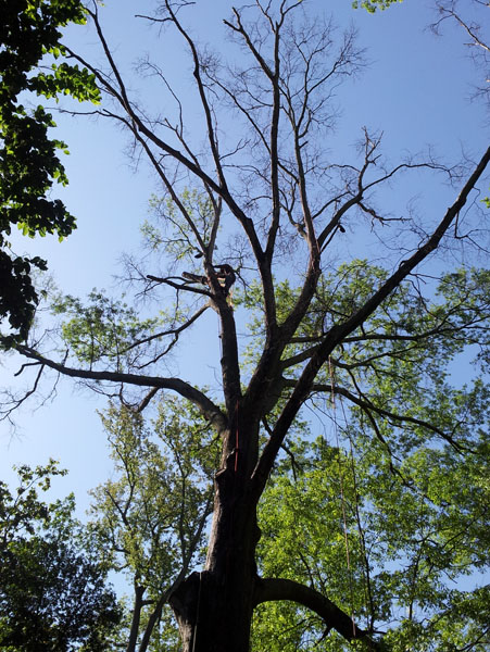 Dead tree limbs may be part of a hazardous tree assessment.