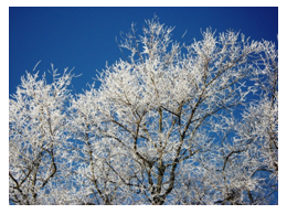 Inspect your property for ice storm tree damage and debris.