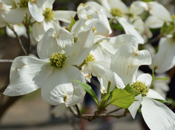 Make your plans for the Atlanta Dogwood Festival 2017