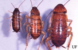 Cockroach Line Up