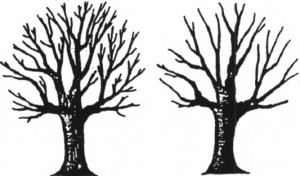 Thinning trees is an appropriate technique to maintain tree health.