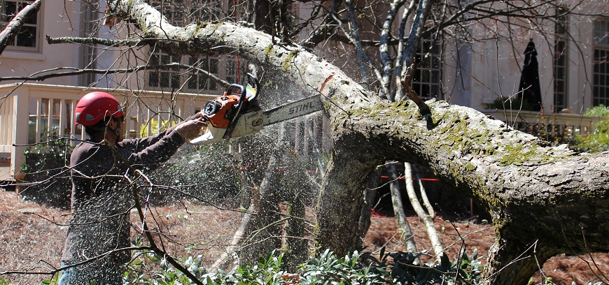 Tree cutting accidents are very real; play it safe and call ATP.