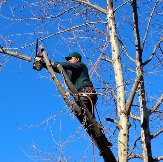 DIY tree trimming is a no-no; call a tree professional.