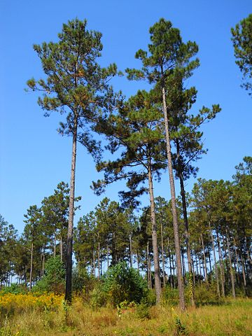 Be aware of southern pine beetles in your trees.