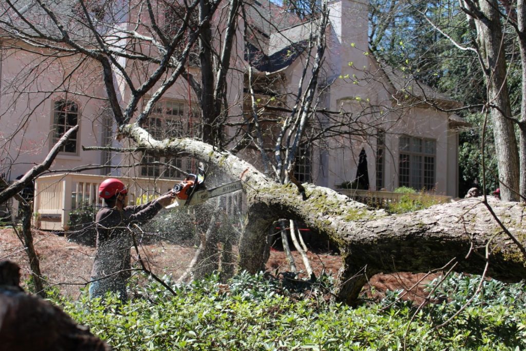 The tree service in Atlanta area to call first.