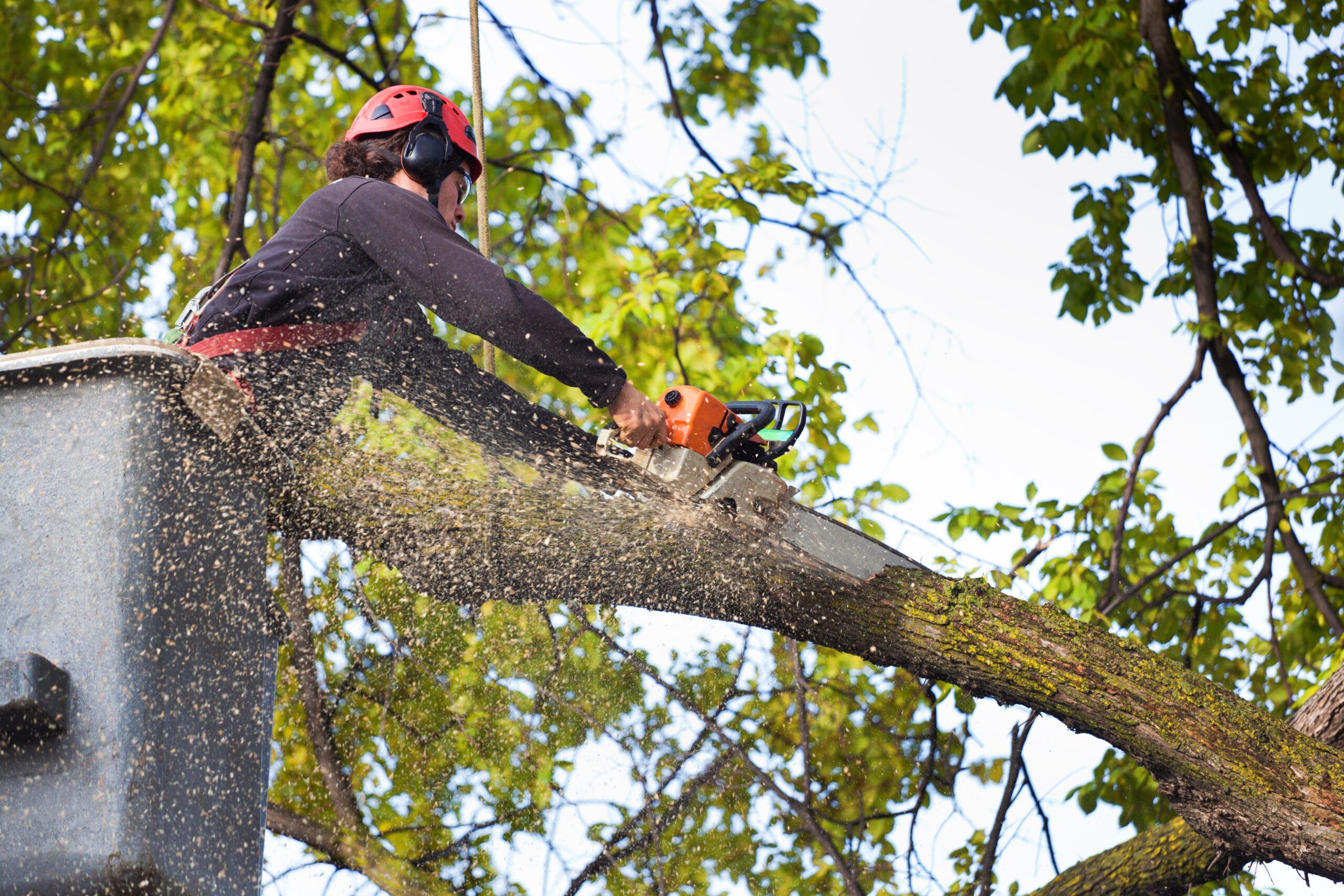 Tree Services in Roswell GA