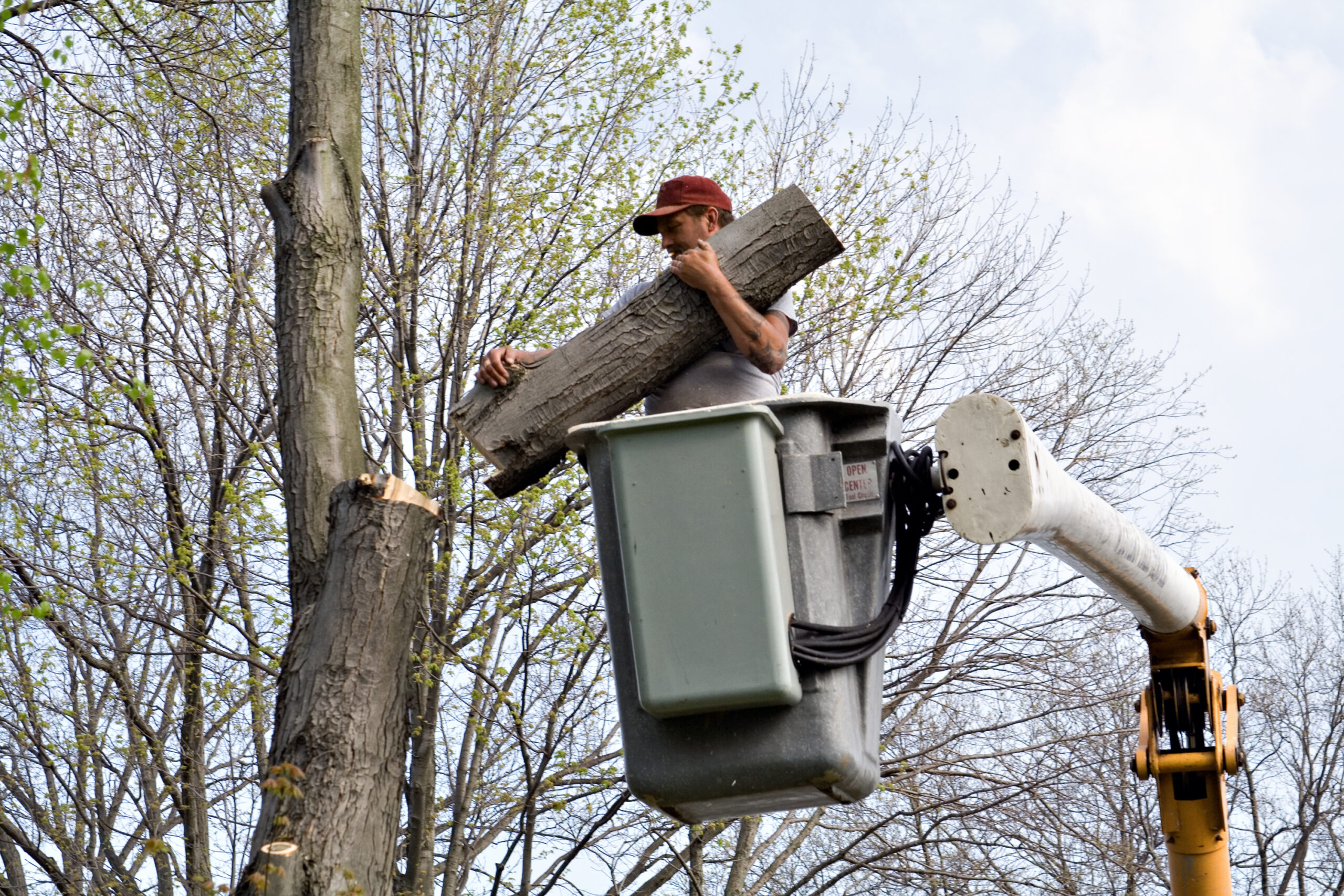 Tree Removal Alpharetta GA