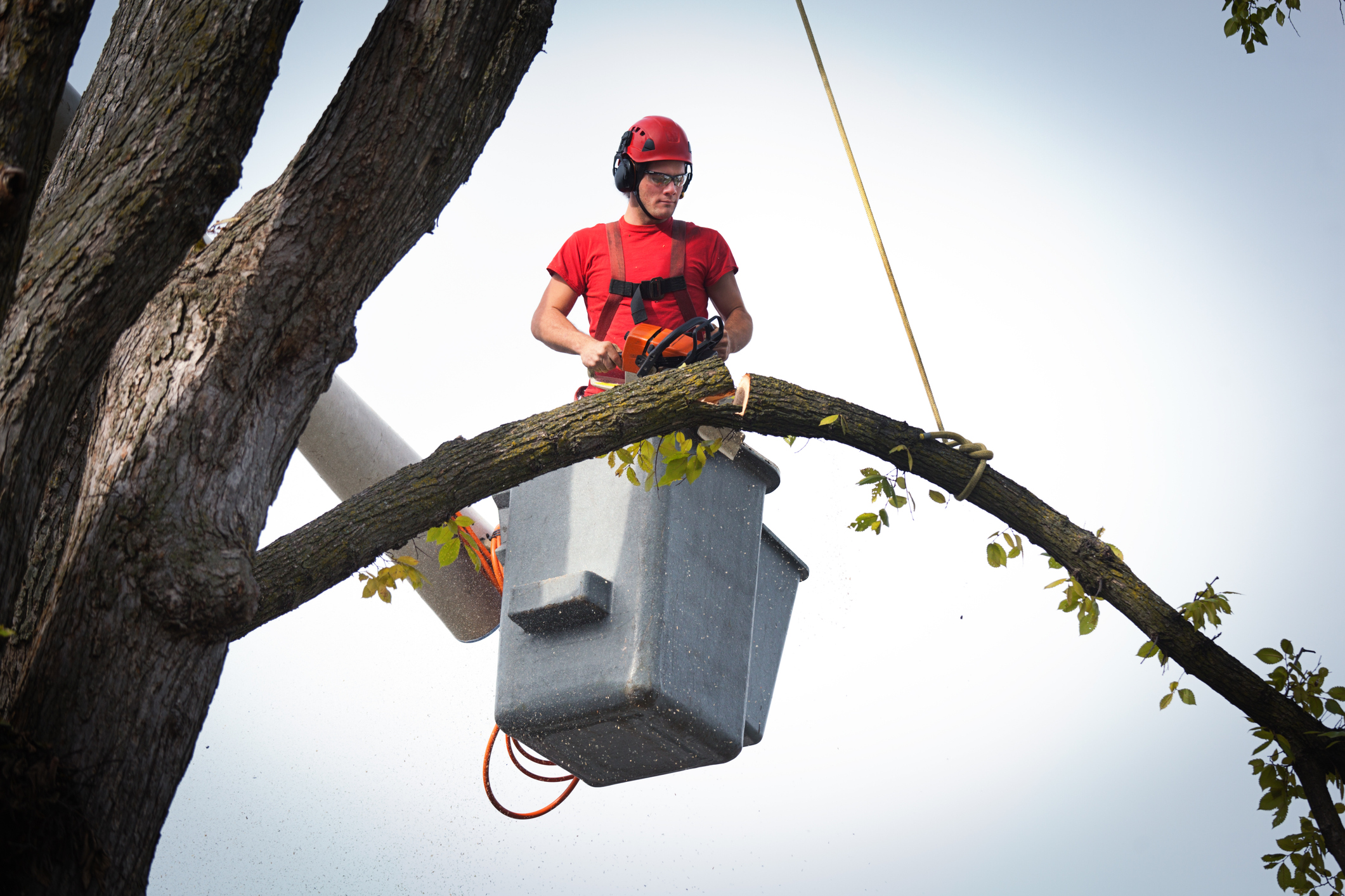 Tree Removal Decatur GA