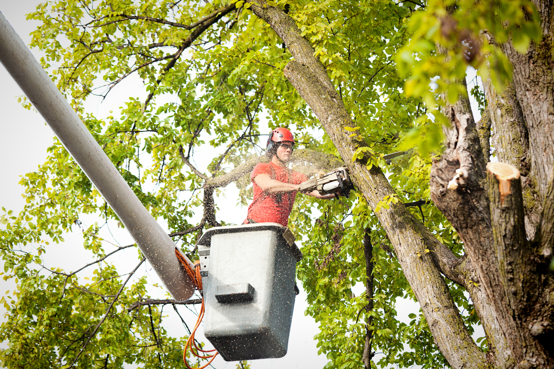 professional tree removal in Cumming GA