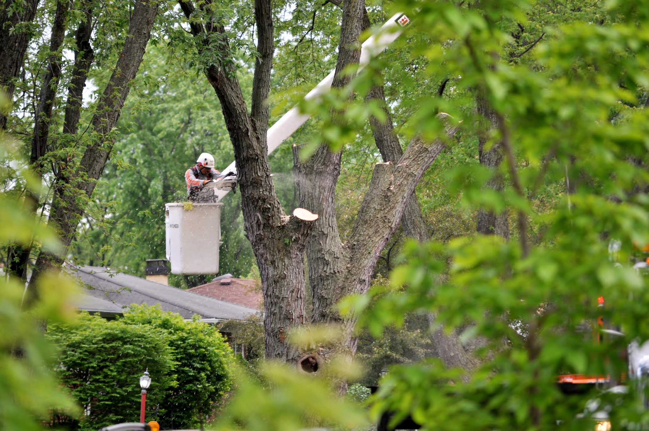 Tree Services in Sandy Springs GA