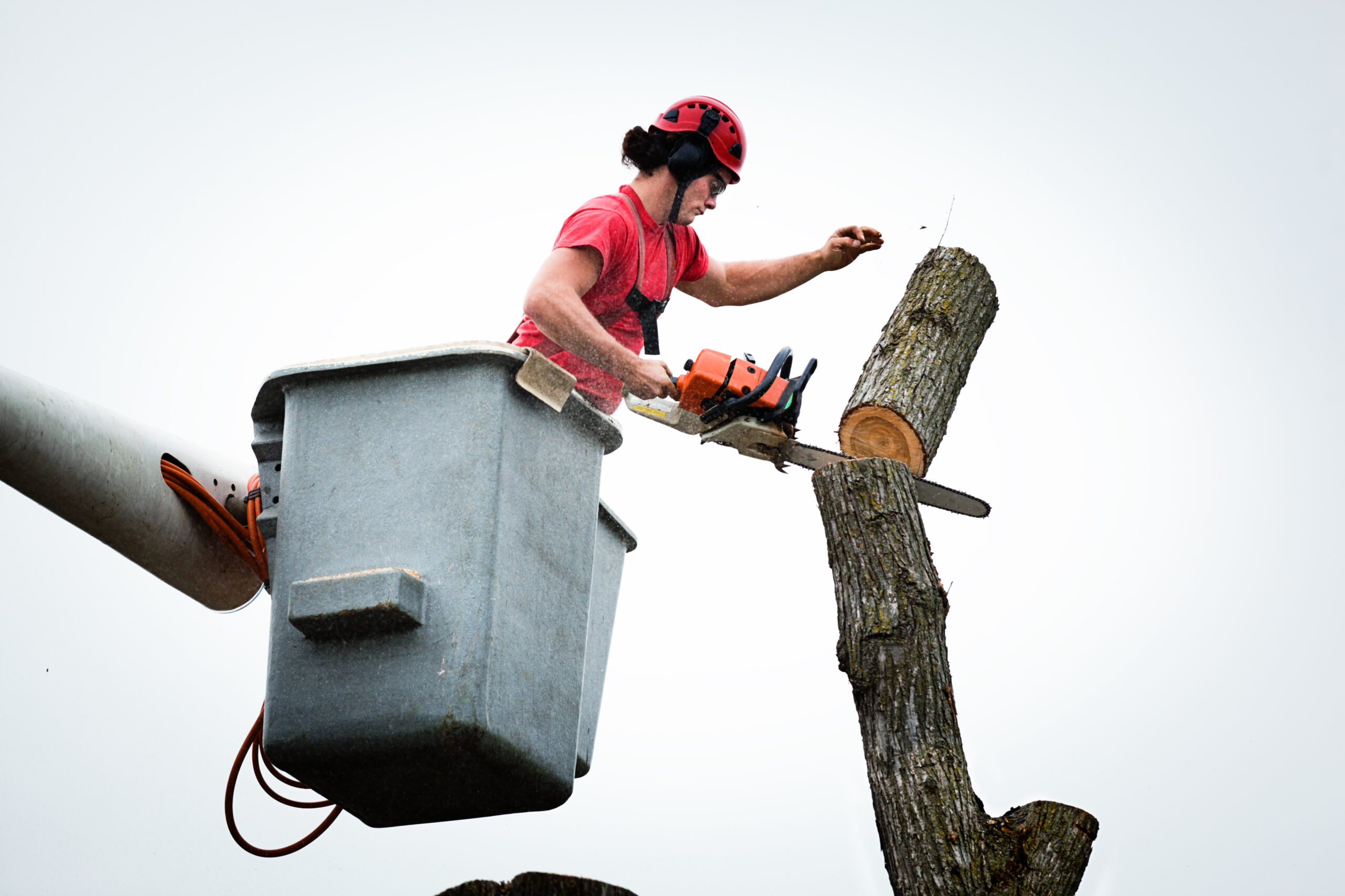 Professional Tree Services for Your Valuable Tree