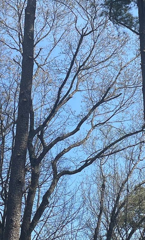 professional tree trimming and tree removal in atlanta ga