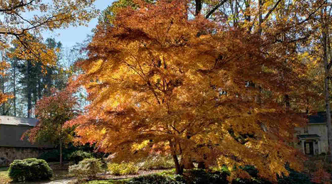 Why Tree Fertilization Is Important for Your Trees in Decatur, GA