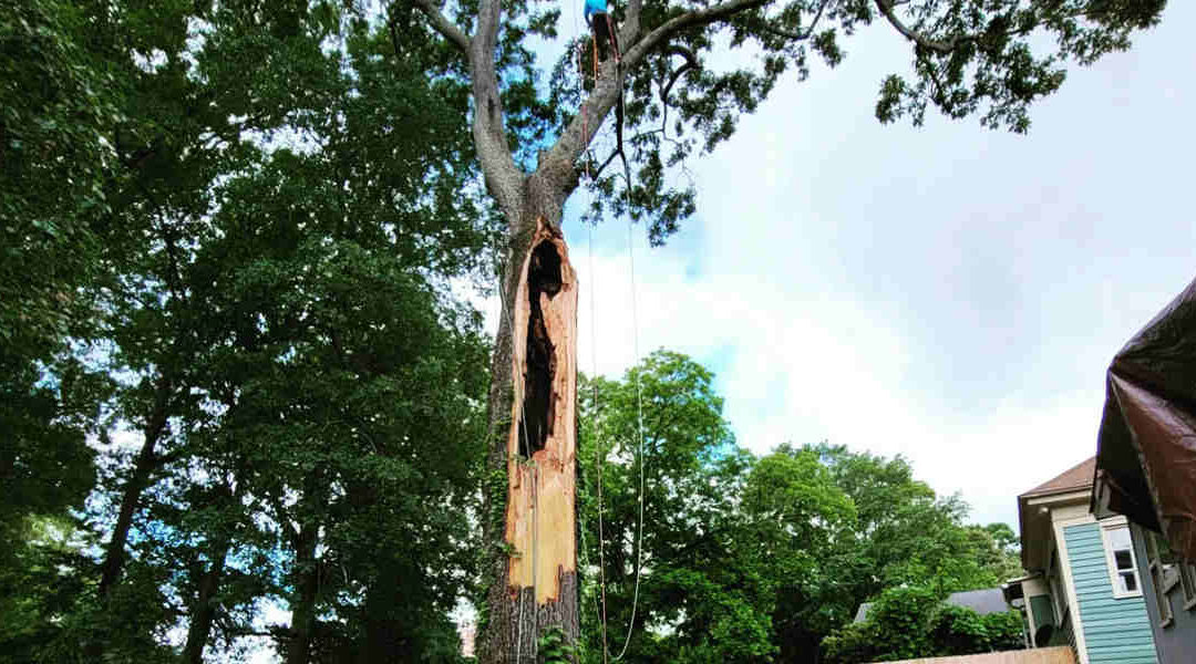 cavities in trees