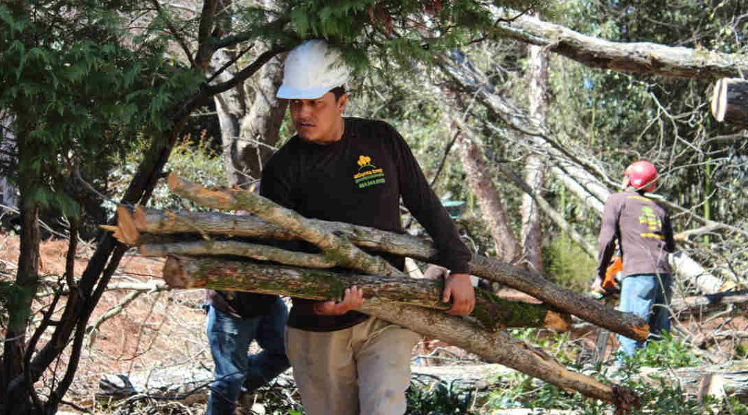 How To Find a Good Tree Removal Service in Decatur, GA